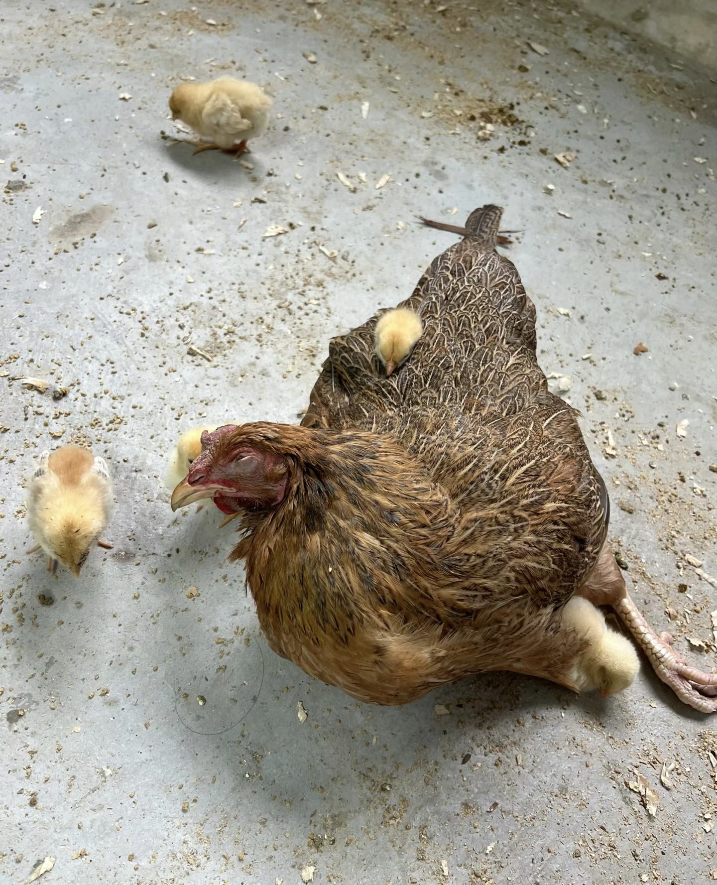 我家的小鸡出壳已经有九天了,鸡妈妈第三天就这样了,起初以为活不了了