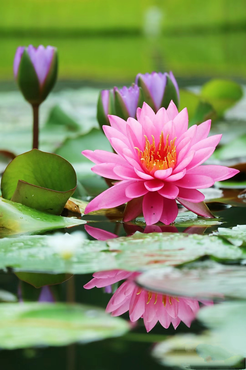 睡莲# 睡莲是一种美丽的水生植物,它的花色丰富多样,有白色,粉色