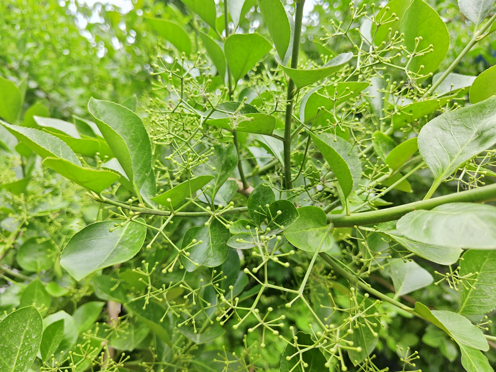 二歧聚伞花序,是指花序轴顶端生1朵花,而后在其下方两侧同时各产生1