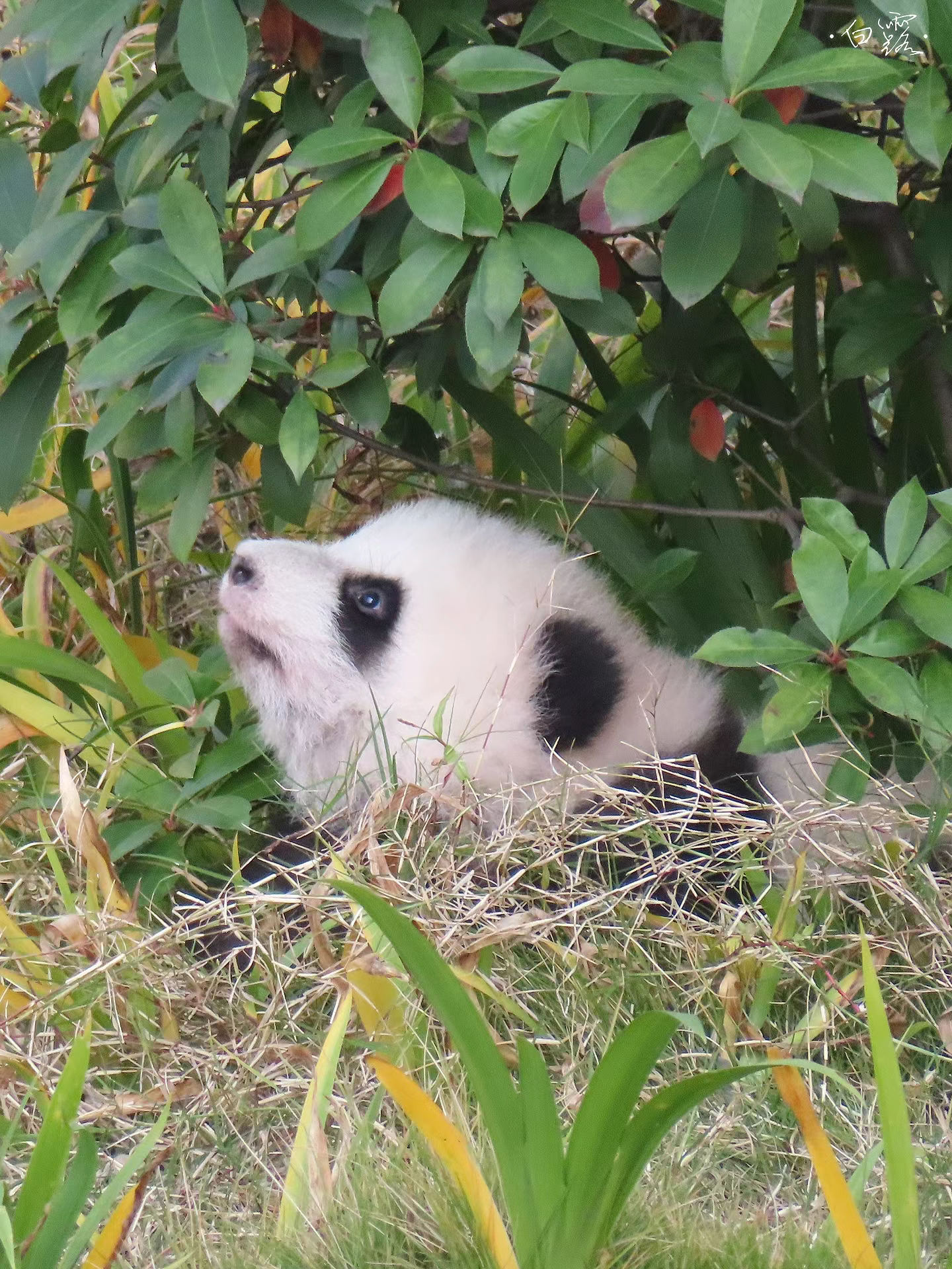 游草图片