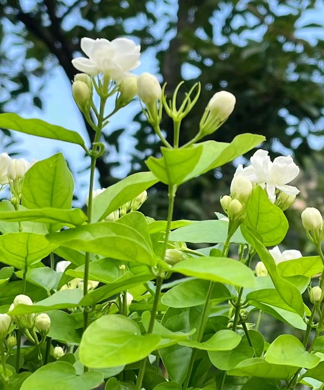 小花茉莉,一抹清香,洗涤尘世浮躁