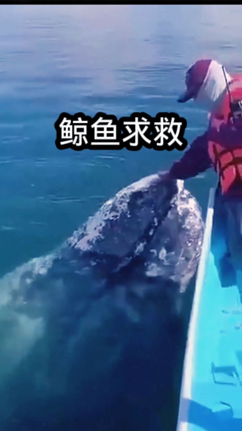 全身长满藤壶的鲸鱼向人类求救