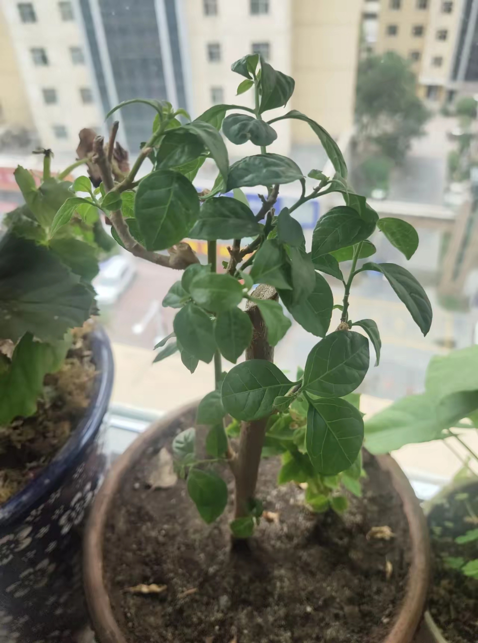 买的重瓣红三角梅,现在看着不对版,大概率是云南紫了!