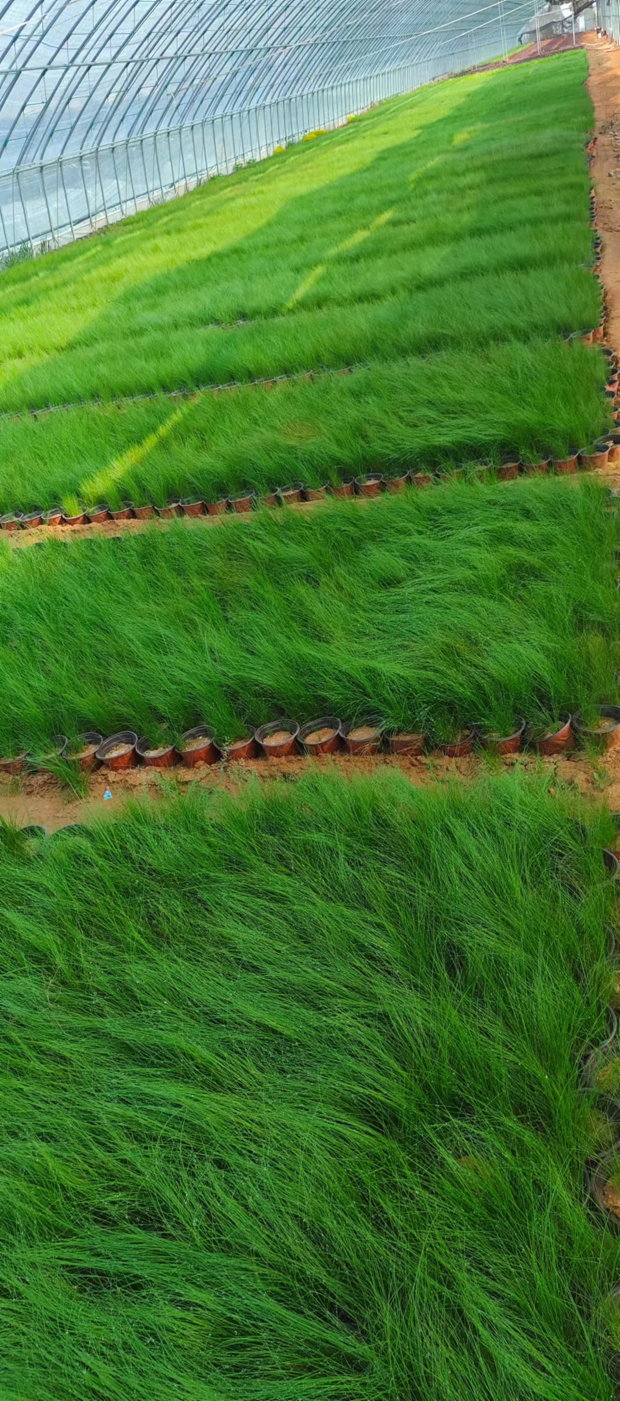 细叶针茅,墨西哥鼠尾草