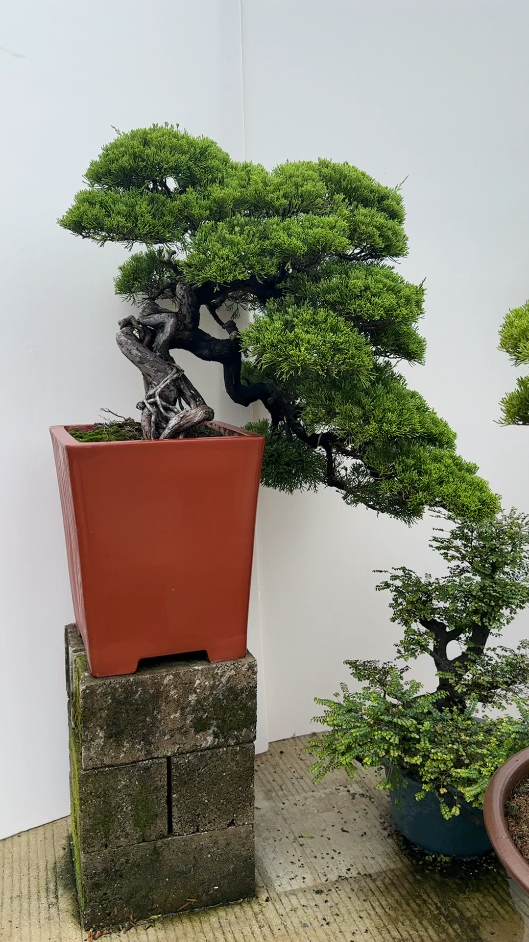 老桩 台湾真柏盆景 #潮裕高端盆景 #别墅庭院盆景