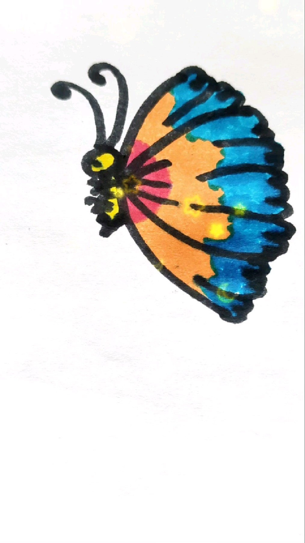 侧面蝴蝶简笔画图片