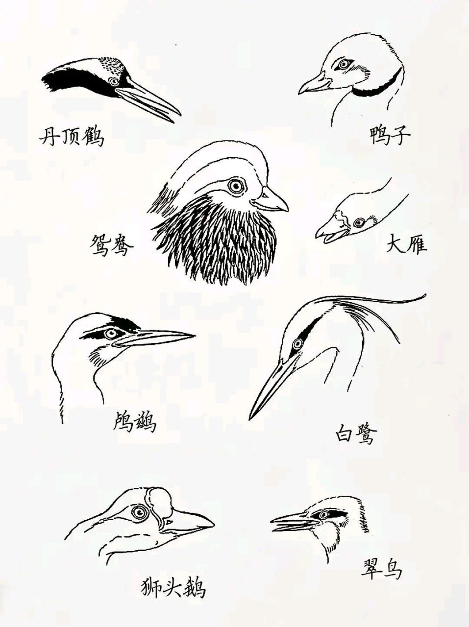 鸟爪 白描图片