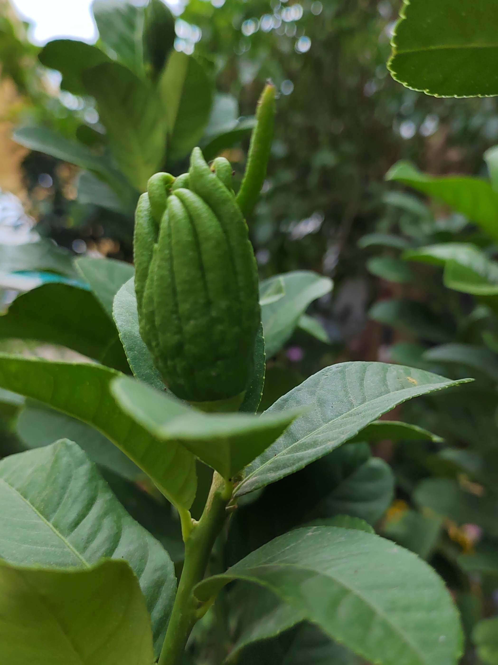 花语也寓意着财富,健康和平安[good][good][鲜花]  #百万创作者计划