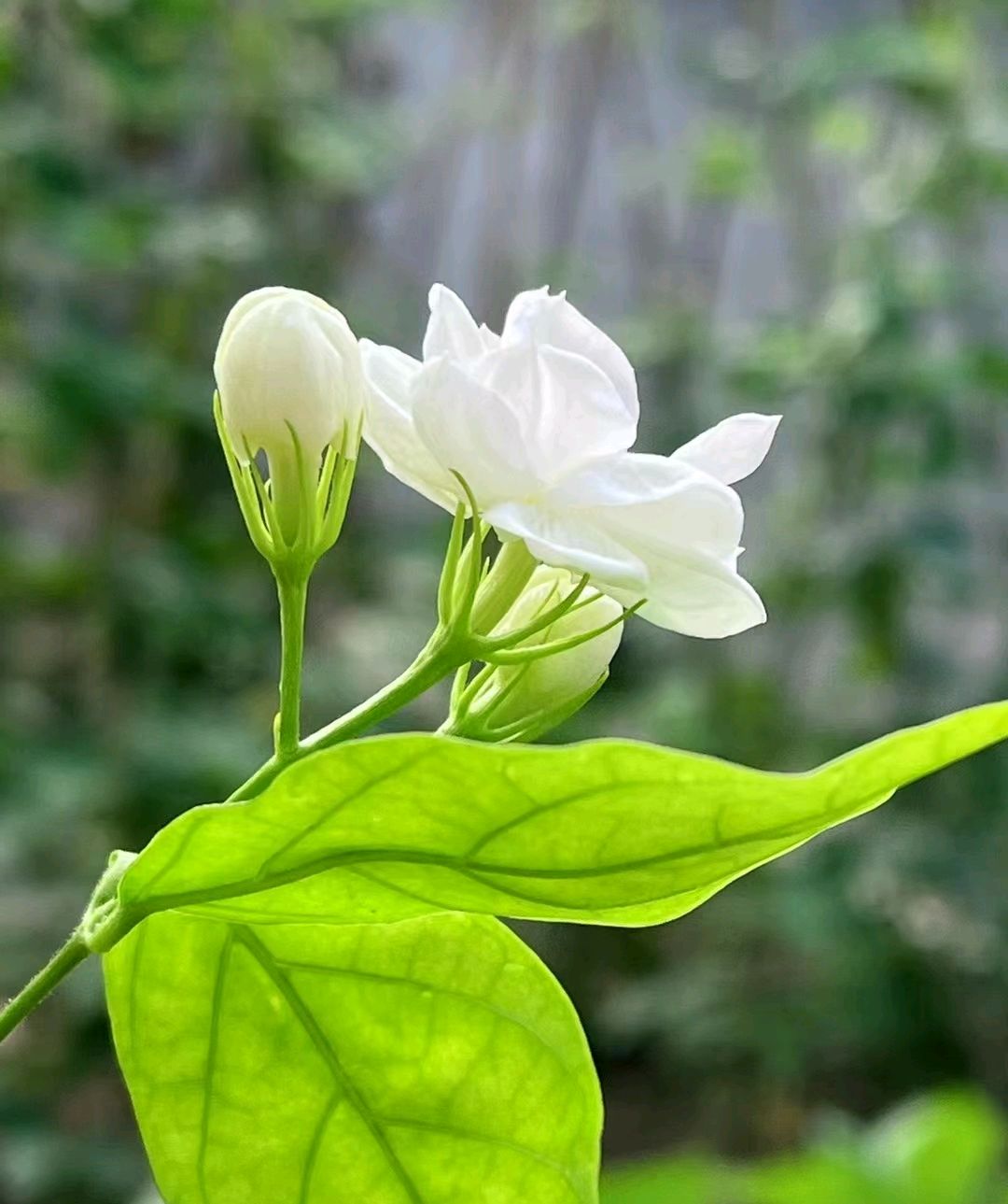 小花茉莉,一抹清香,洗涤尘世浮躁