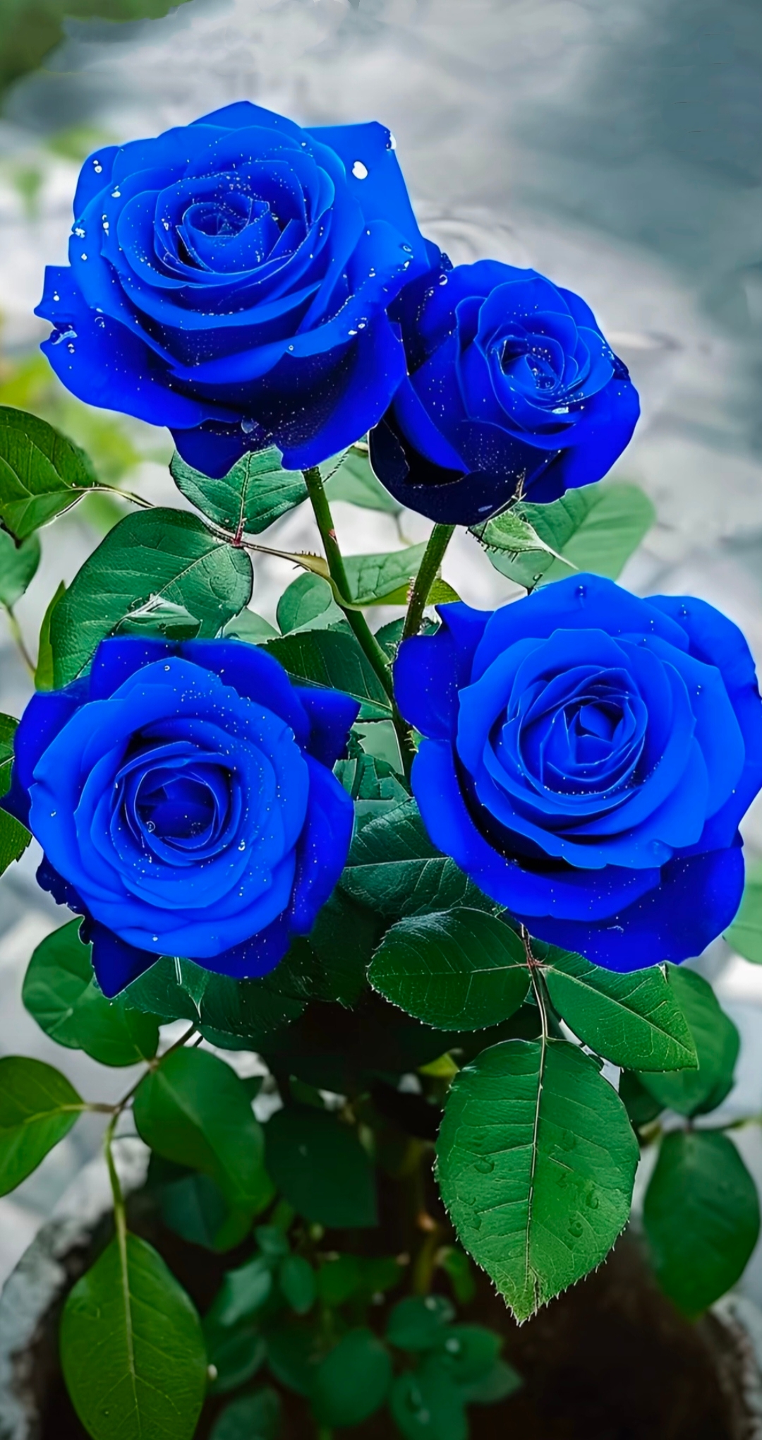 蓝玫瑰,呈现给你花样的温柔,它不热烈,却神秘而美丽,它的淡雅,让人过