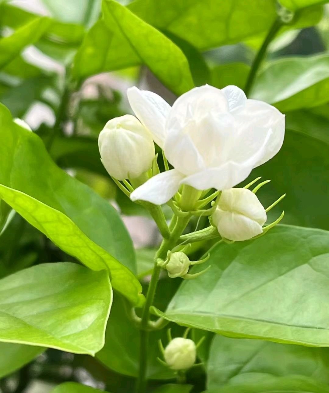小花茉莉,一抹清香,洗涤尘世浮躁