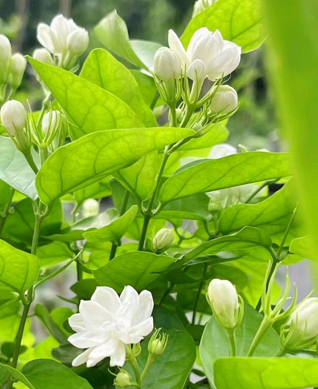小花茉莉,一抹清香,洗涤尘世浮躁