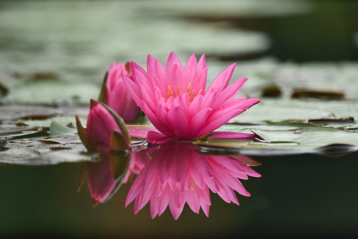 各种水莲花的图片大全图片