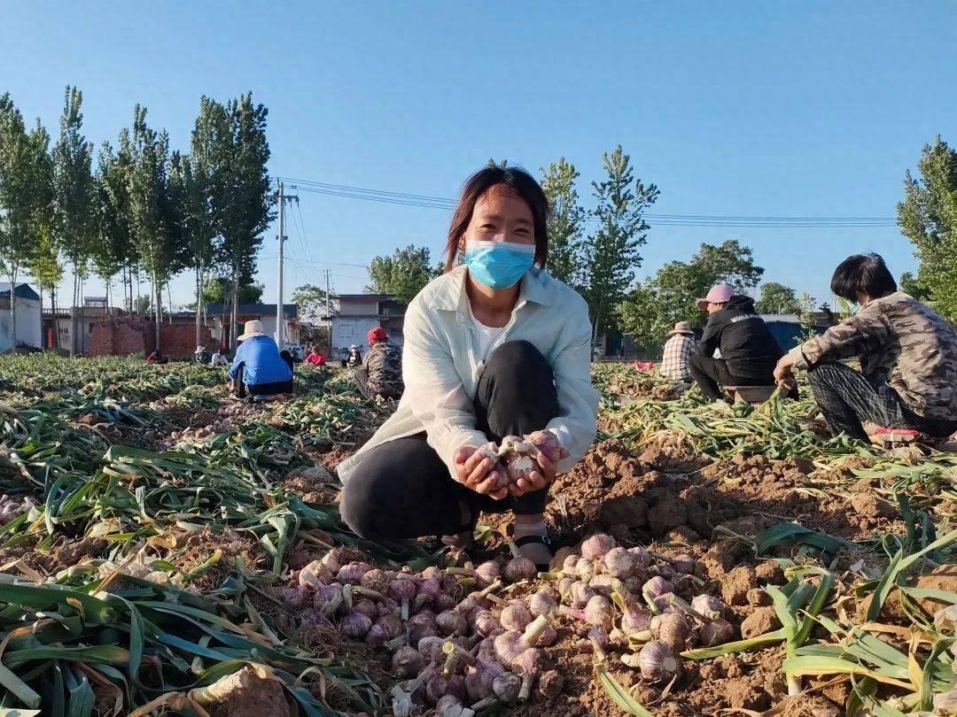 大蒜是哪里的特产?中国十大优质大蒜产地,你觉得哪里最有名?