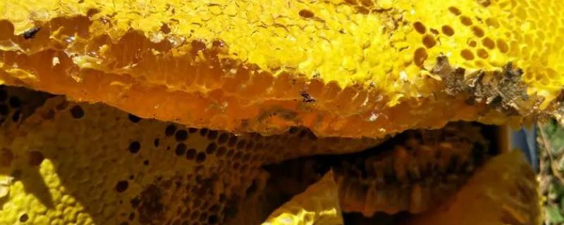 枣花蜜结晶后呈哪种颜色,一般为浅琥珀色或浅黄色