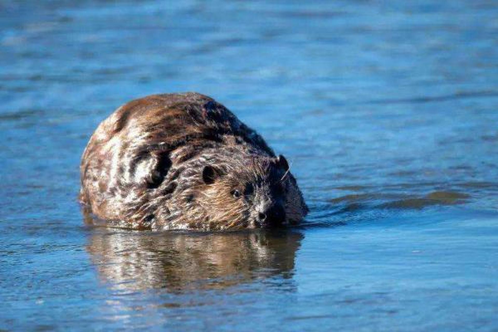 饲养麝香鼠需选水源足,环境幽静,离公路远的场地,笼舍需含运动场,窝室