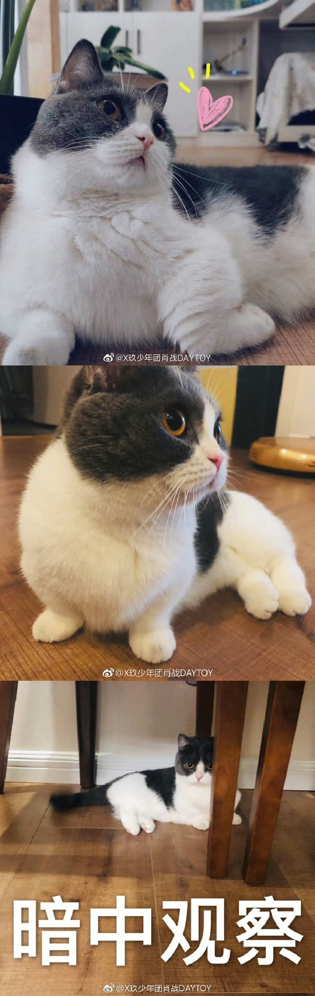 肖战的猫坚果品种图片