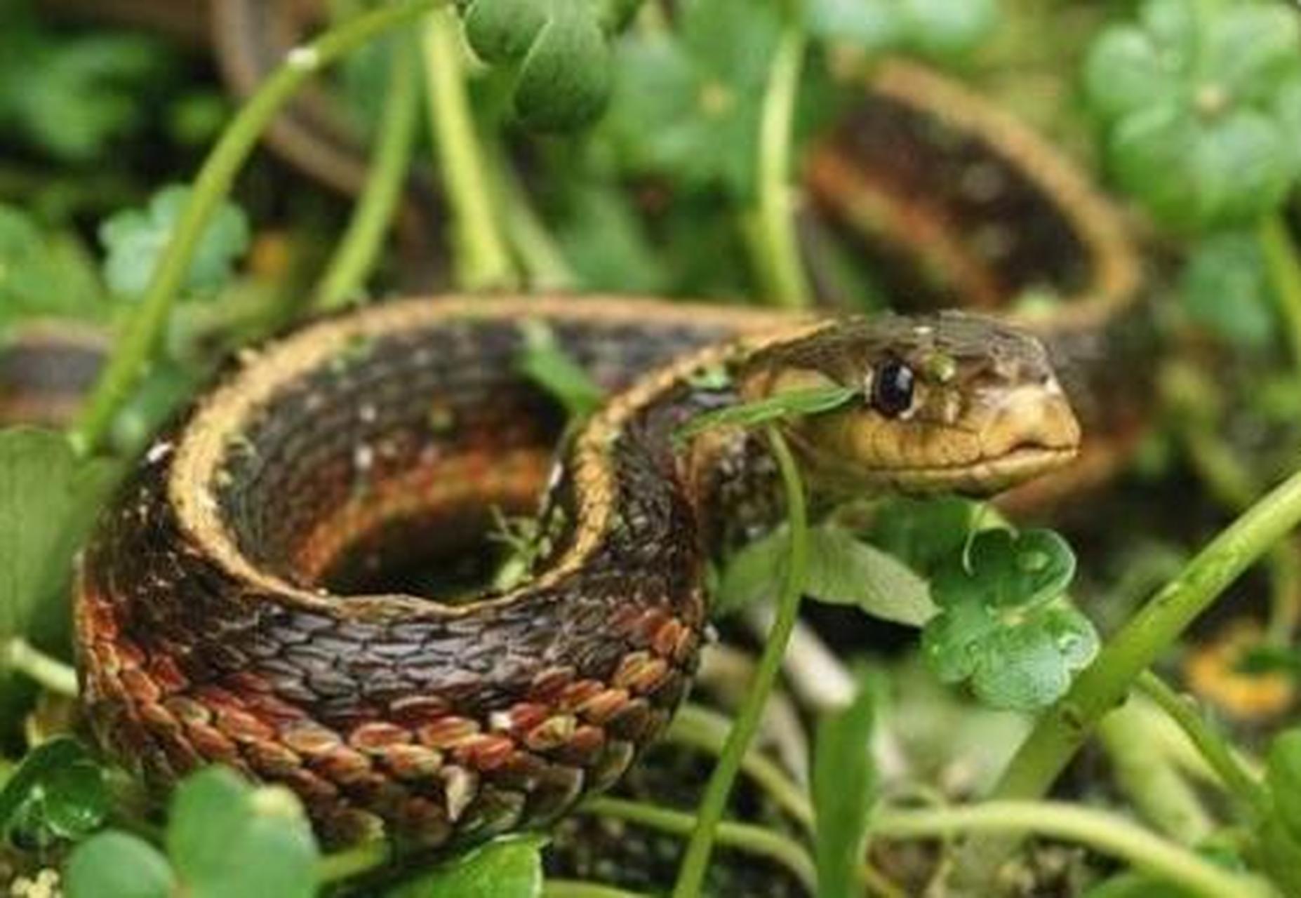 一位捕蛇18多年的老师傅告诉我:蛇怕的植物很多,但是蛇最怕这个东西