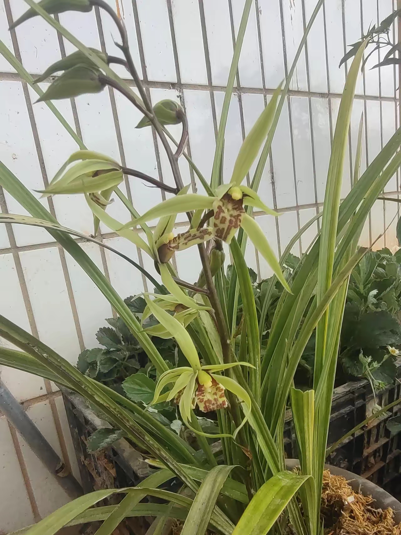 请问各位朋友这是什么兰花?不知道哪位大神能解惑!