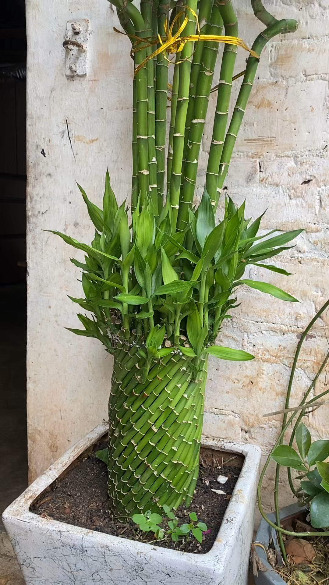 富贵竹土培没有问题,保持土壤湿润就ok,@卖富贵竹的惠女阿姨.