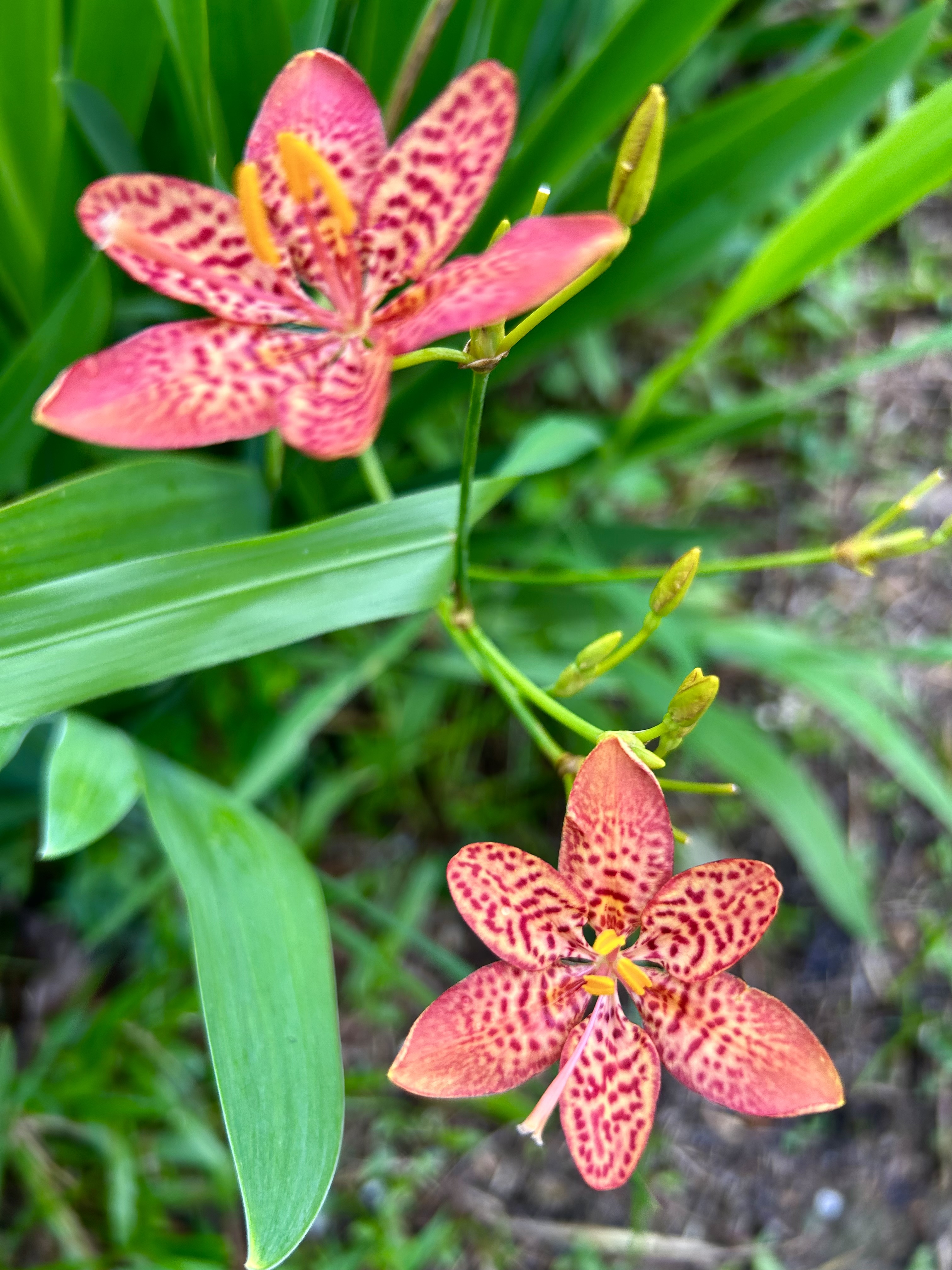 花草的种类大全及图片图片