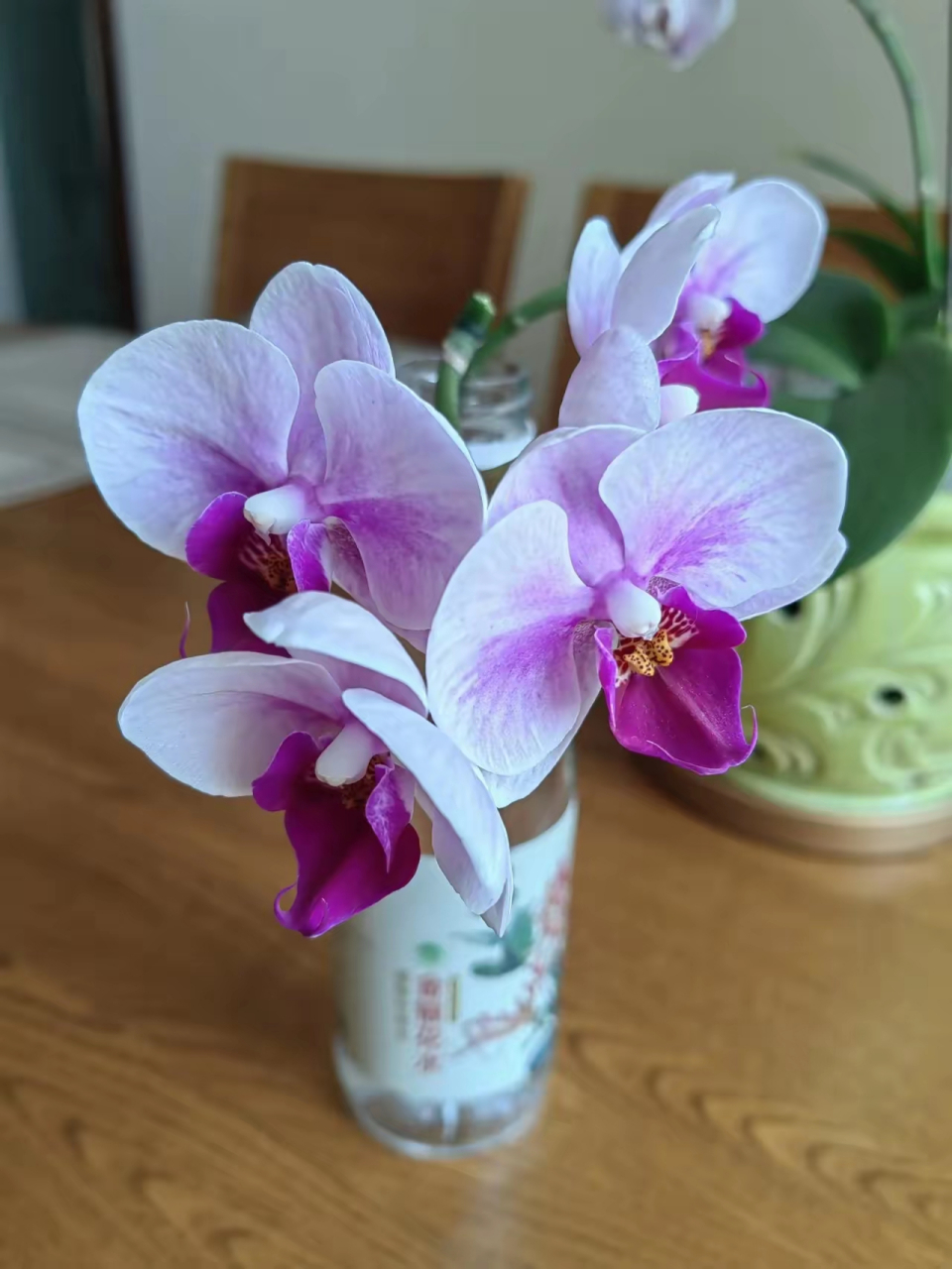 今天我给开了3个月零20天的宝贝蝴蝶兰剪了花枝.