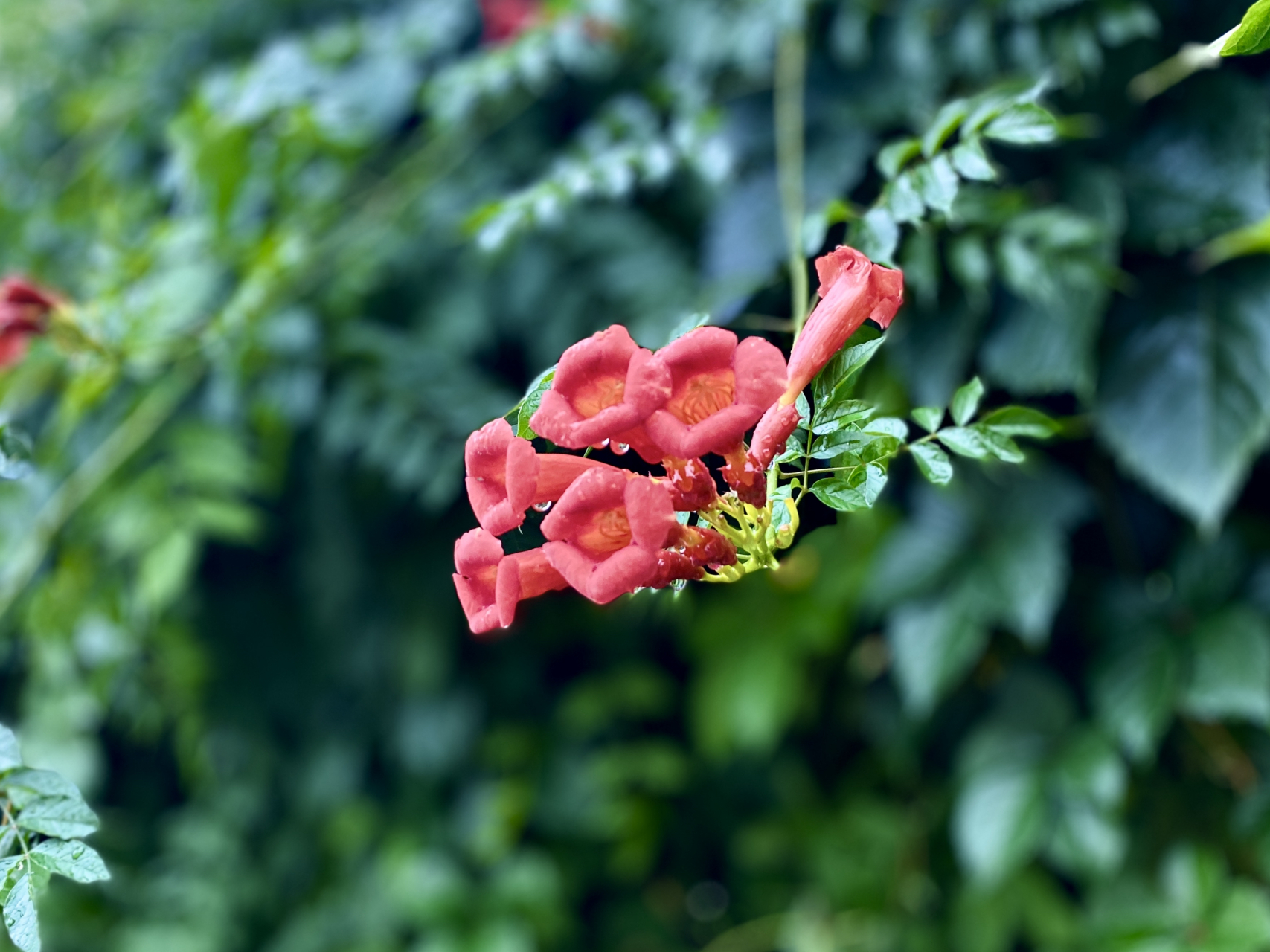 凌霄花(图文原创) 有木名凌霄,灼灼其芳华.藤蔓附生,缘木而上.