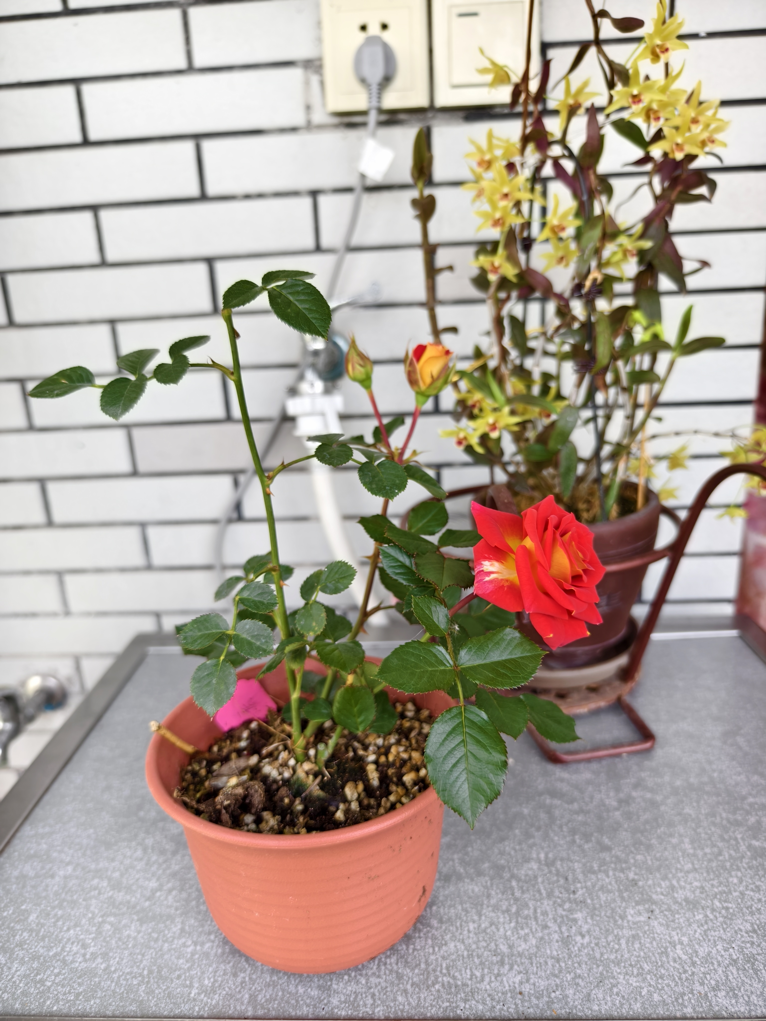 微型月季"二乔",花色艳丽,花期长.