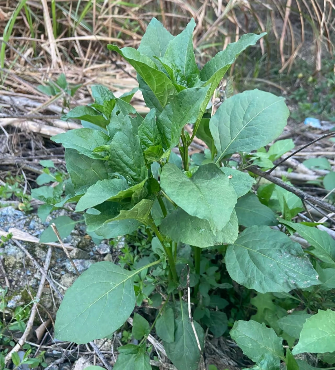 都忘记了这个是不是白花菜了,长在家门口都不敢吃,有老乡知道的吗?