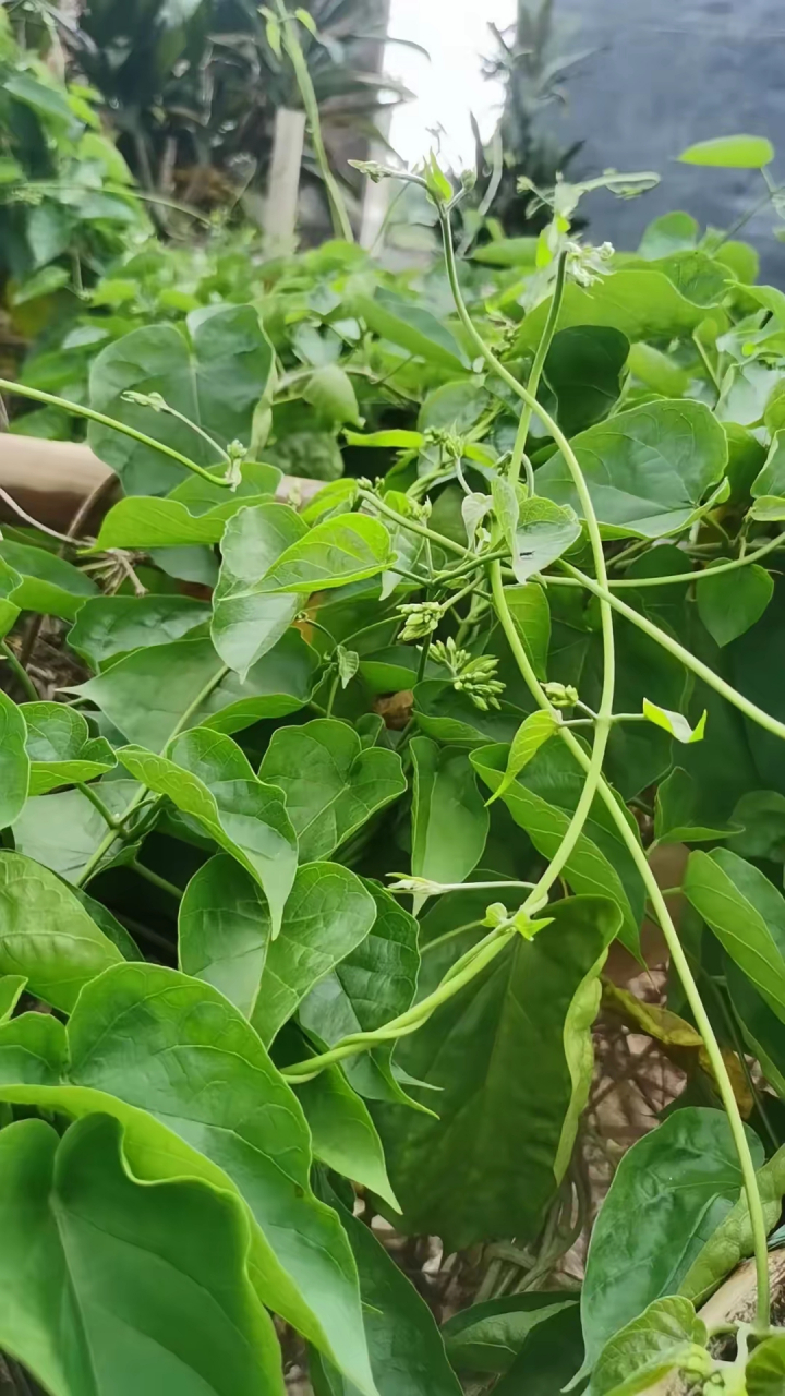 广西乡村特色菜——夜兰花,煮汤喝特别的清香,镇上菜市场价格是15元