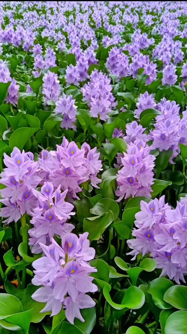 其花为紫色,开花时一大片的花朵像孔雀开屏一样,非常漂亮水葫芦花的