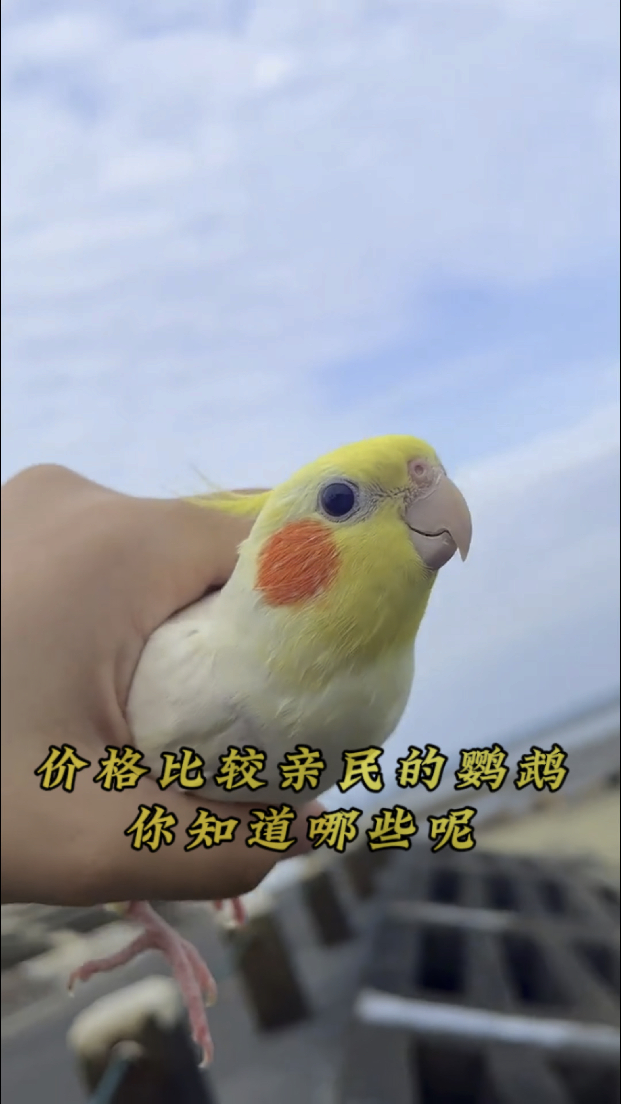 价格比较亲民的鹦鹉,你都知道哪些呢