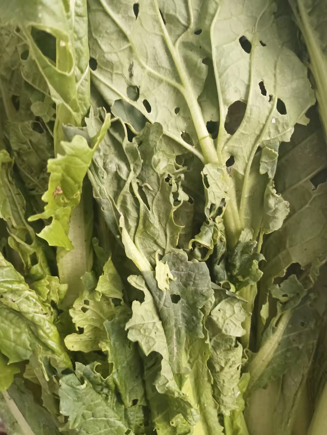 这样的小白菜还能吃吗?今天路.@林小哥慢慢游的动态