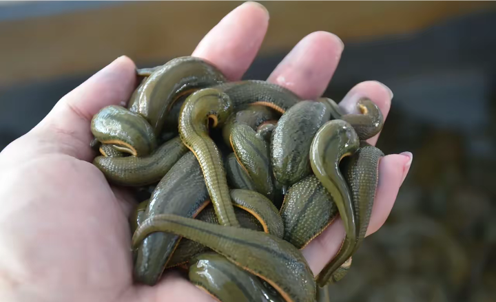 有个人到上山放牛,天气热到池塘游泳的时候蚂蝗幼体从鼻孔钻进去了