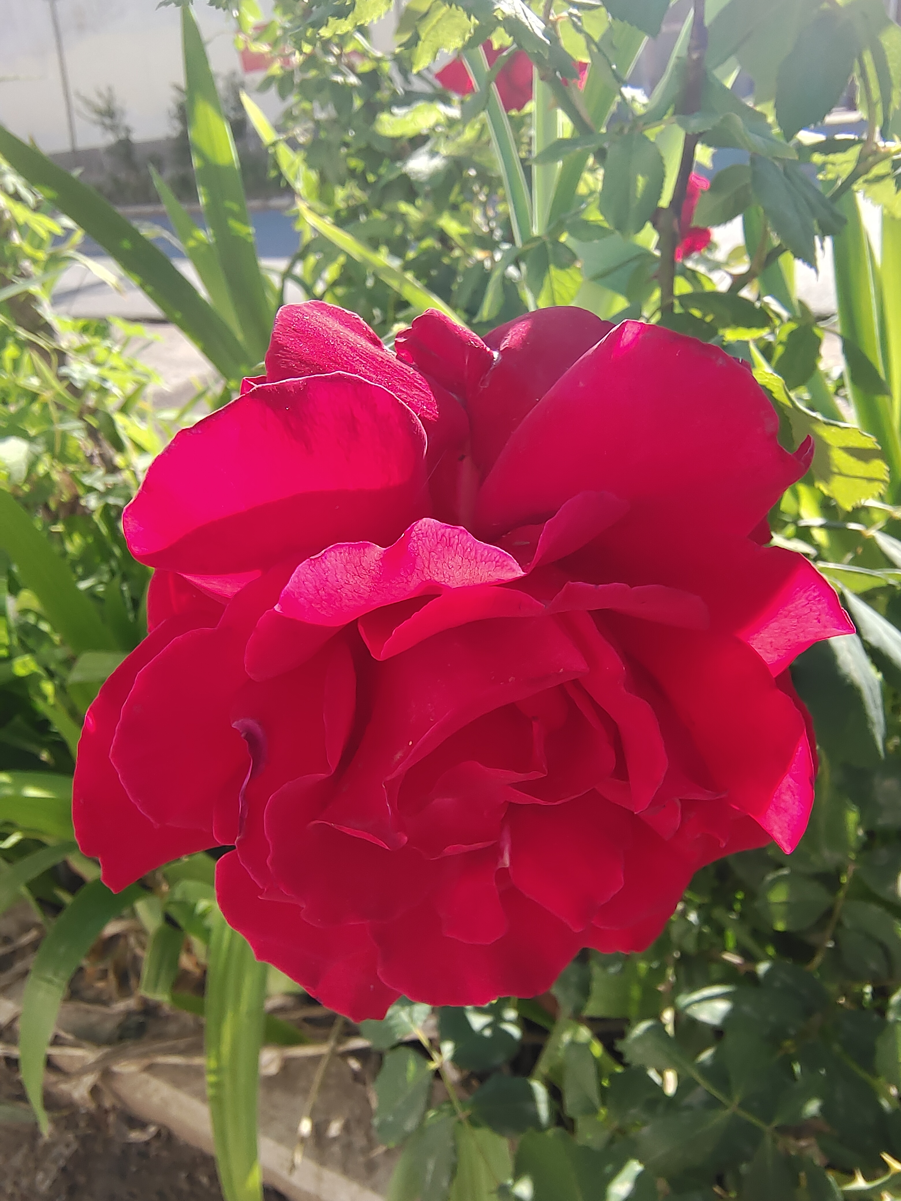 我们只有一个自己,学会爱自己,宠自己,多点阳光灿烂,少点言语凄迷