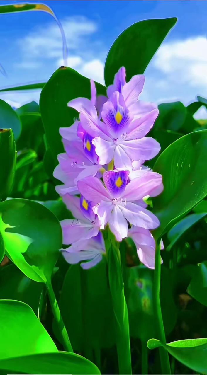 其花为紫色,开花时一大片的花朵像孔雀开屏一样,非常漂亮水葫芦花的