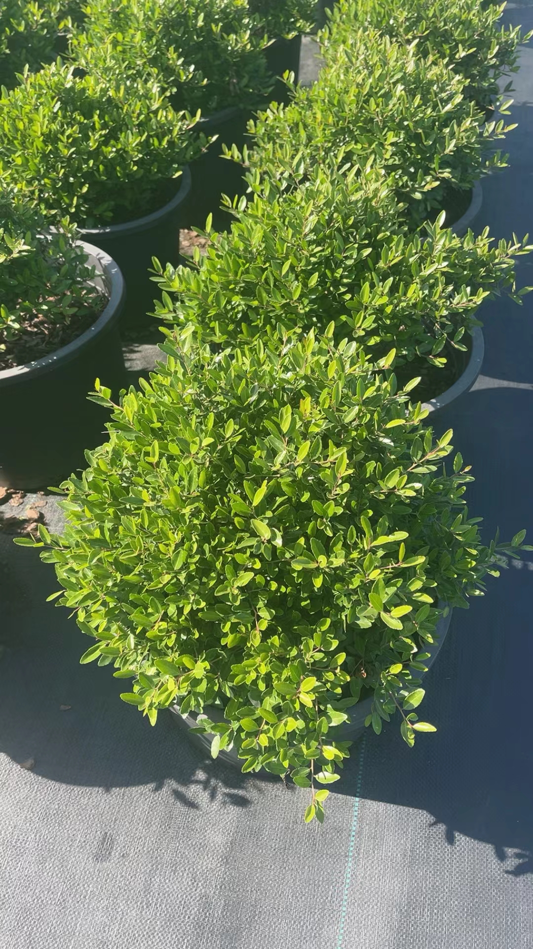 冬青先令具有独特的花果期,有较高的欣赏价值