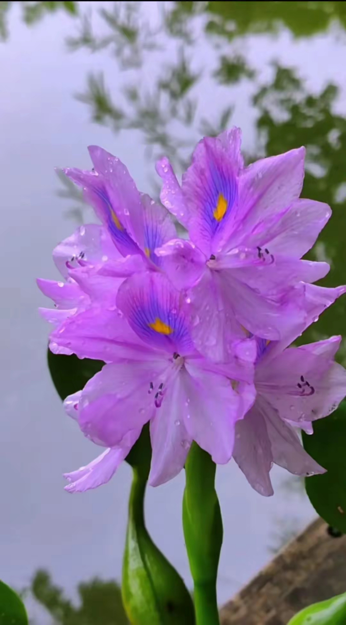 其花为紫色,开花时一大片的花朵像孔雀开屏一样,非常漂亮水葫芦花的