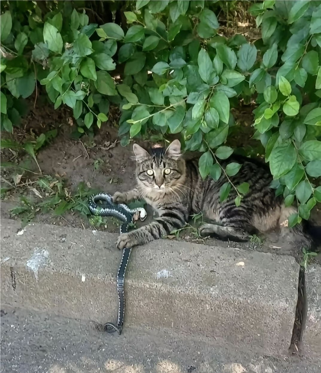 猫咪发飙了,直接逮回来一条蛇,我都不敢让它回家了!
