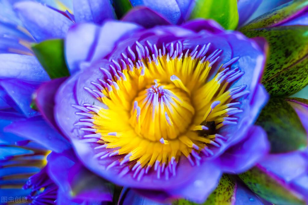 世界上最稀有罕见的20种花卉大观