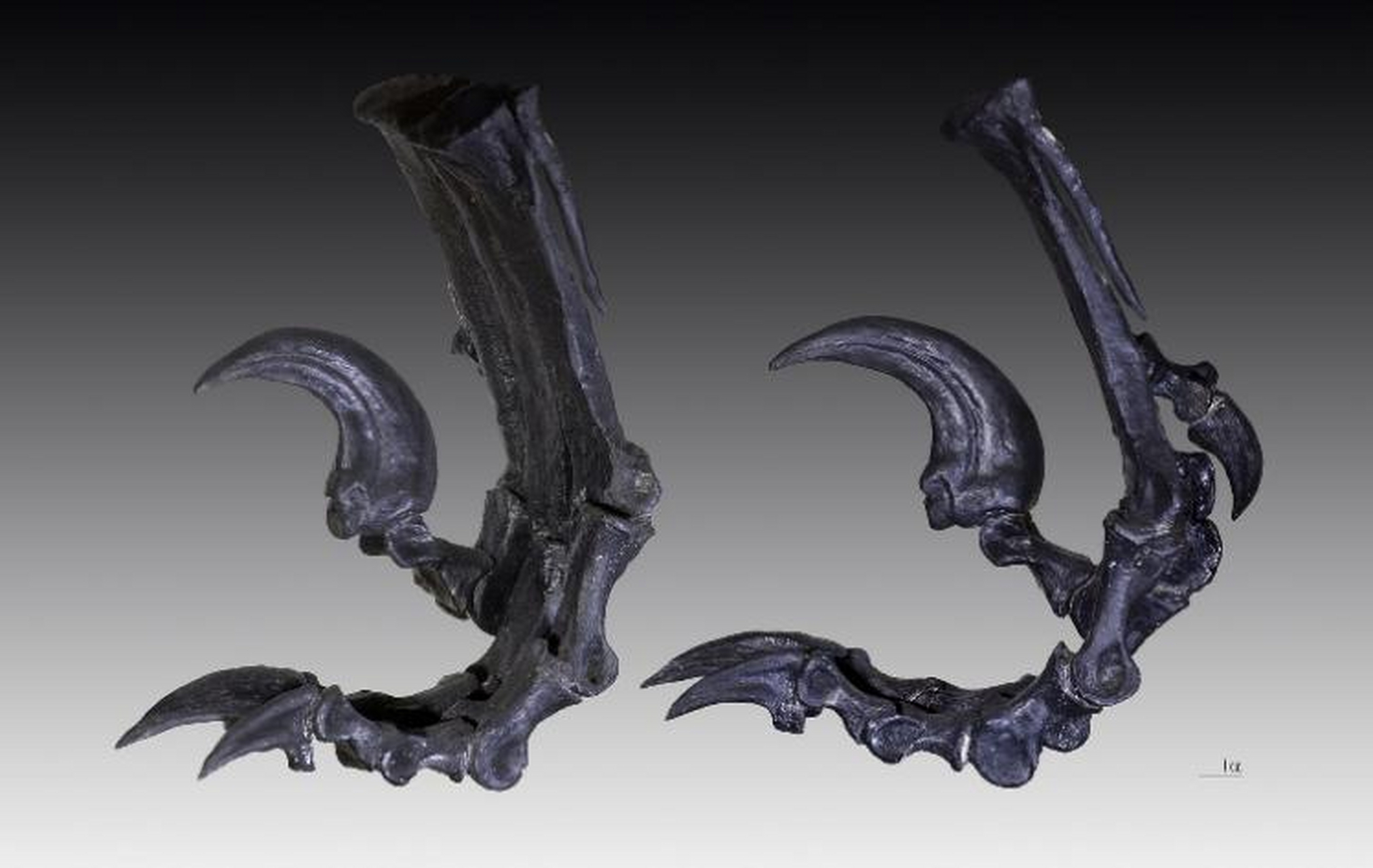 福建上杭发现惊天大量恐龙足迹!