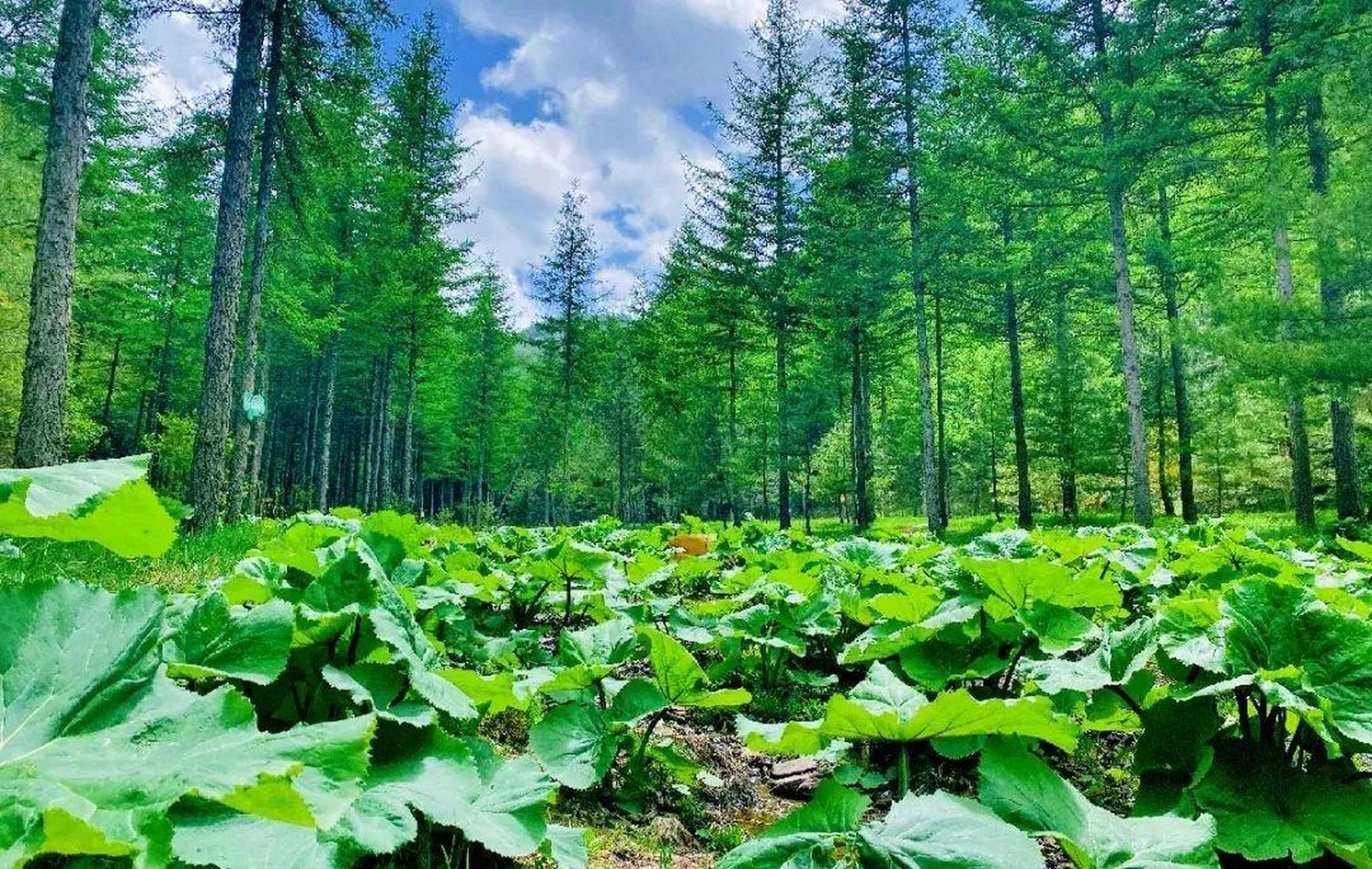 野荷谷,清凉避暑圣地!18℃的夏天和绝美江南水韵等你来赏.更有9.