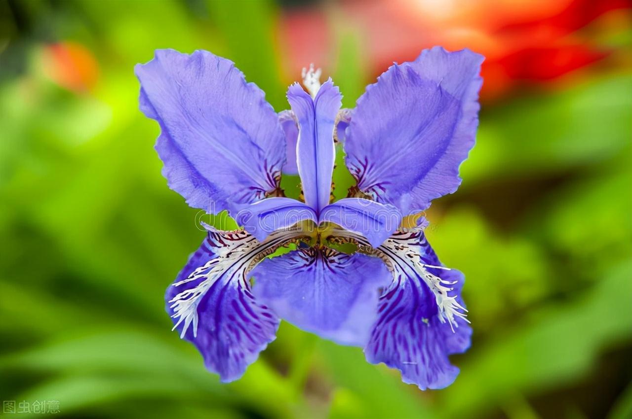 30种蓝色的花卉里面,你见过的有多少种