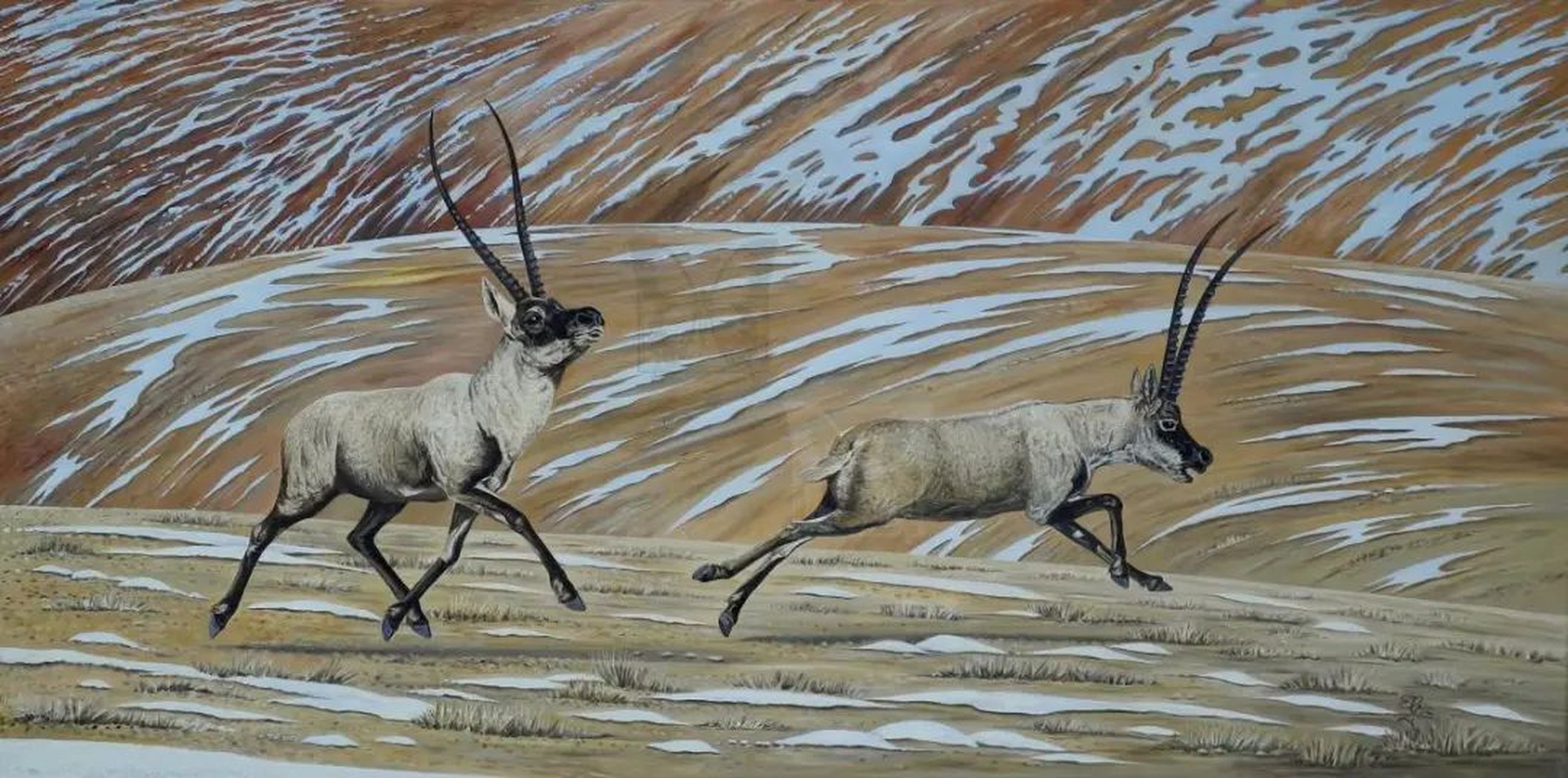 如今藏羚羊种群已超30万只,摆脱濒危状态.