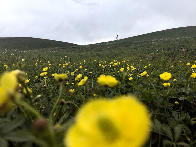 裕民县"山花节"开幕|共赴一场繁花似锦的夏日之约