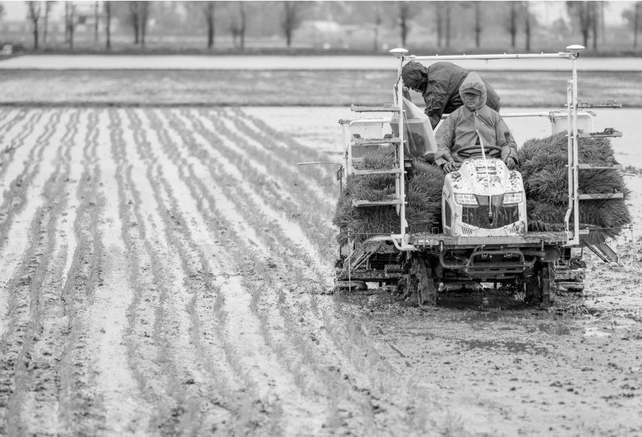 围观的种田"老把式"们议论纷纷