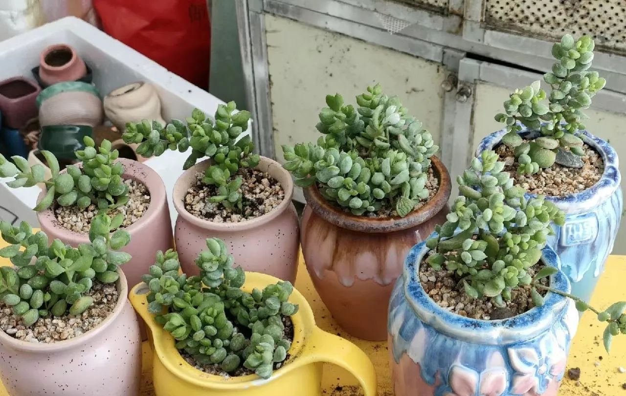 达摩福娘一直是很多花友喜欢的多肉,因为叶子饱满圆润,尤其是出状态的