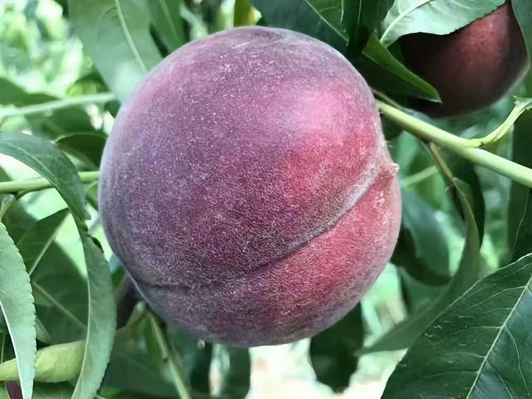 黑桃皇后是一种价格高昂但口感极佳的水果,冷藏后口感更佳.