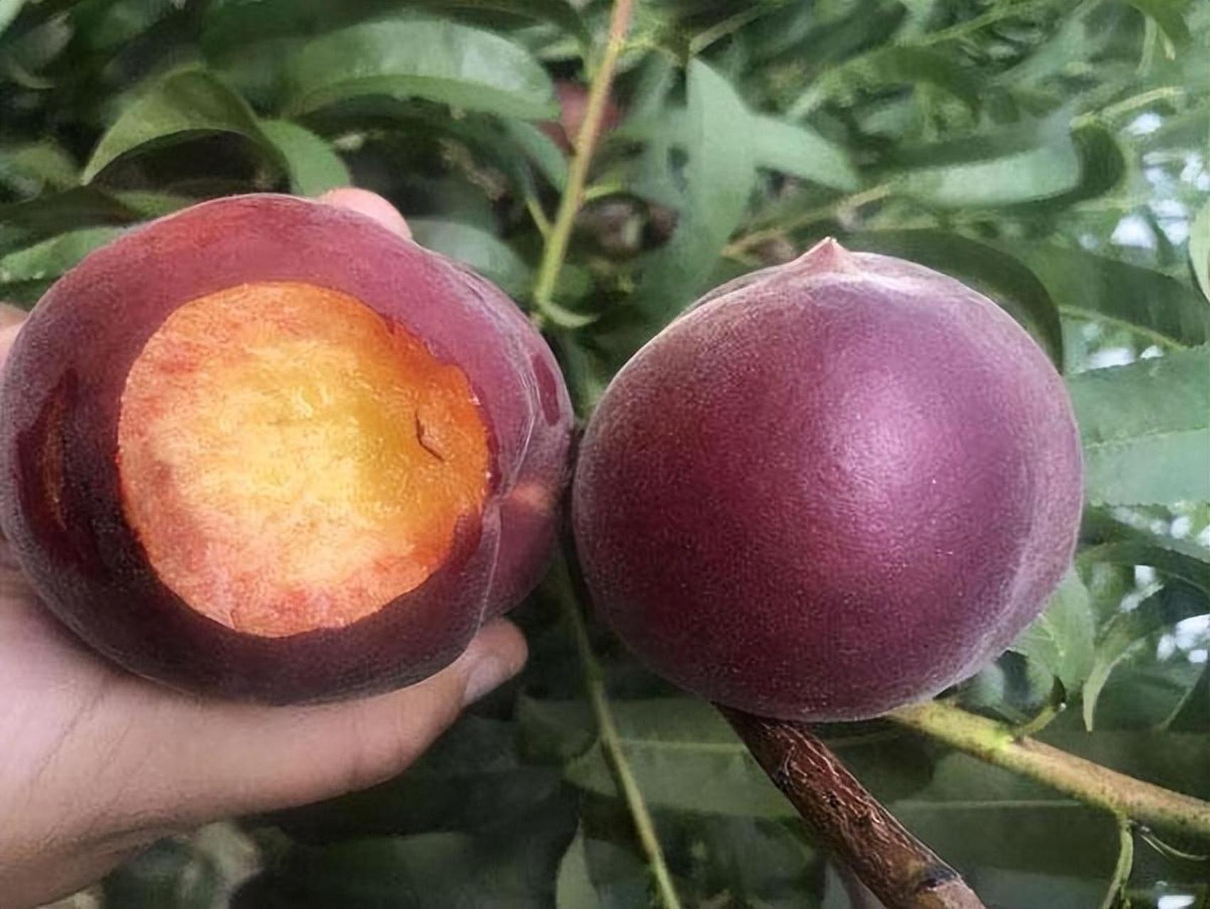 黑桃皇后是一种价格高昂但口感极佳的水果,冷藏后口感更佳.