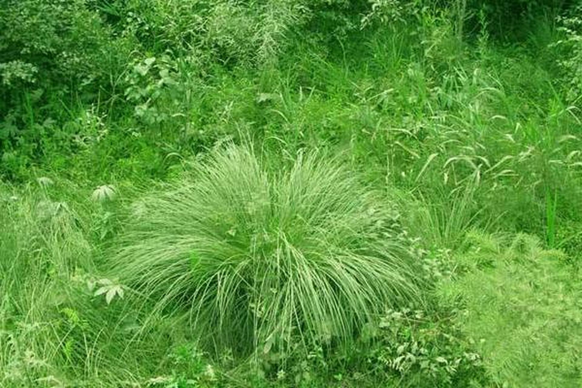 乌拉草是东北三宝之一,多年生草本植物,用于制作草鞋,草褥,人造棉等